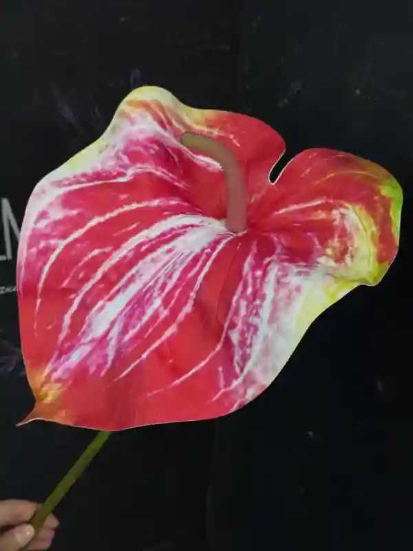 Антуриум (большой)