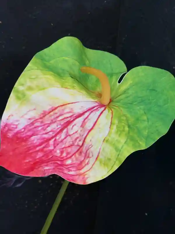 Антуриум (большой)