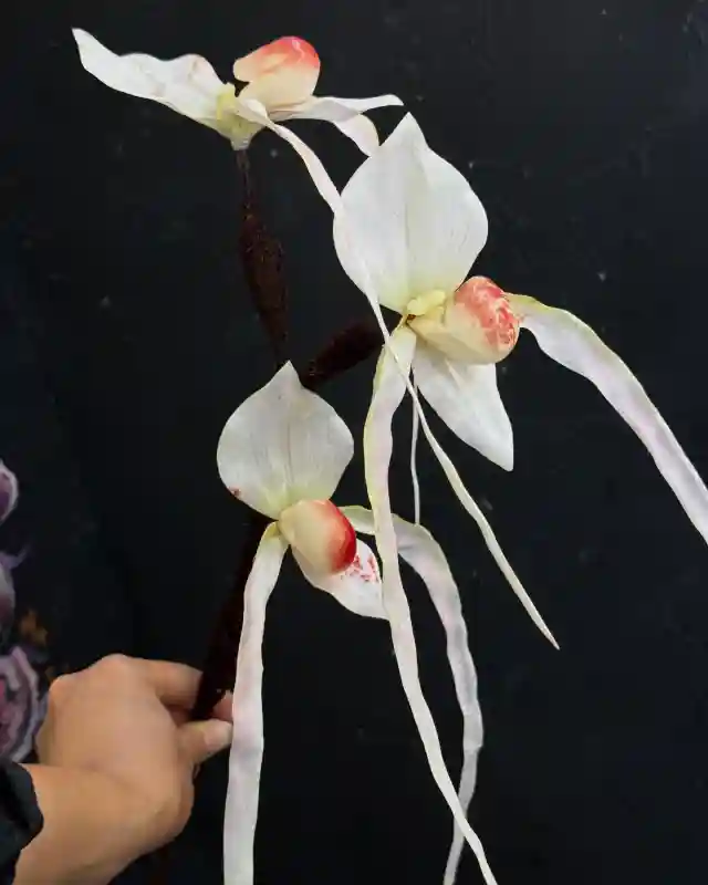 Орхидея Фрагмипедиум