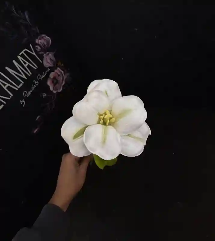 Тюльпан раскрытый