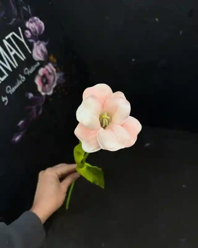 Тюльпан раскрытый