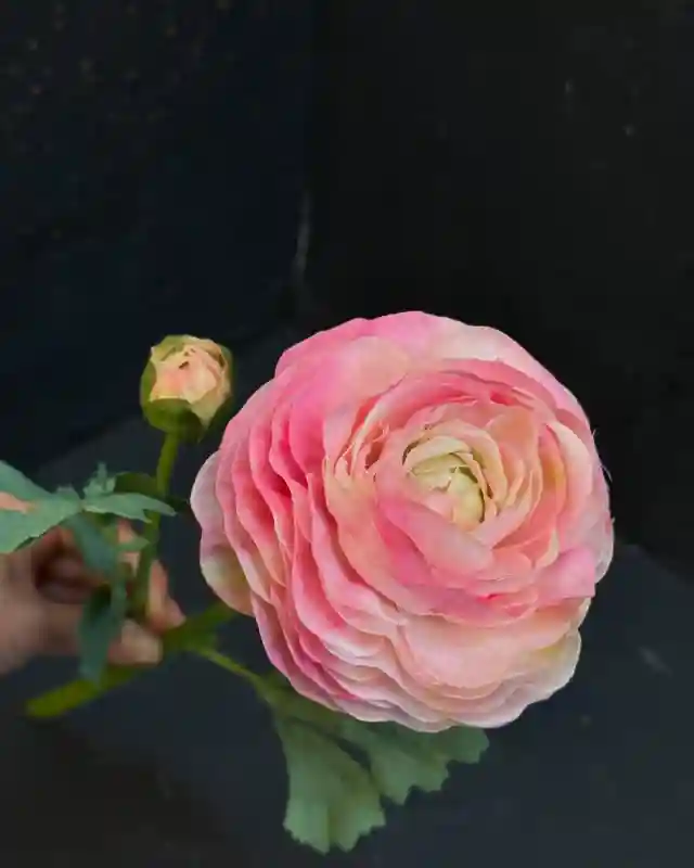 Ранункулюс