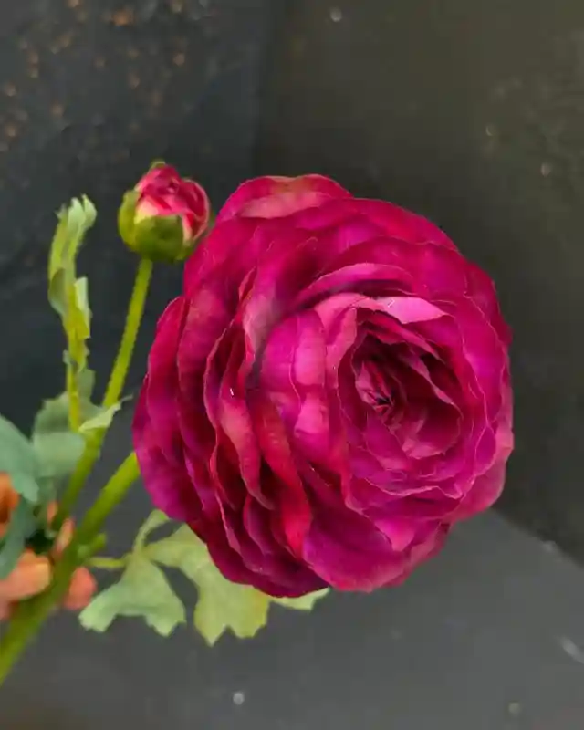 Ранункулюс