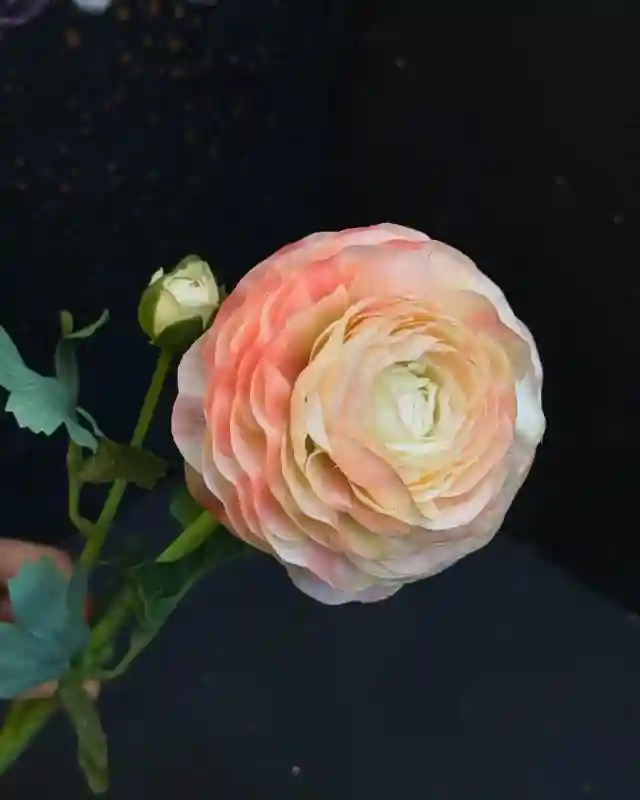 Ранункулюс