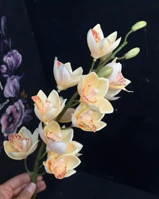 Орхидея «цимбидиум»