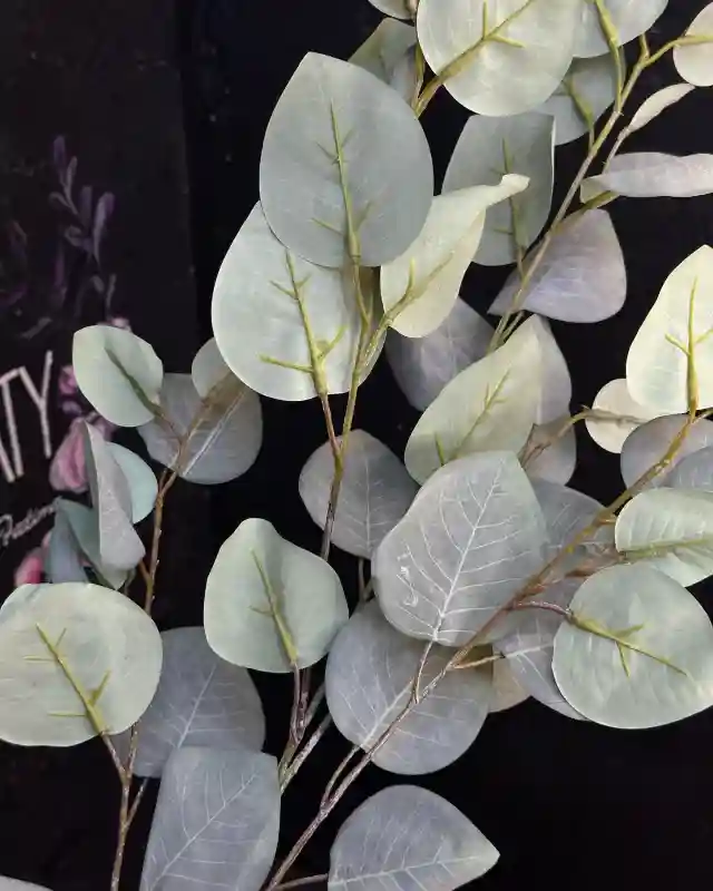 Эвкалипт голубой