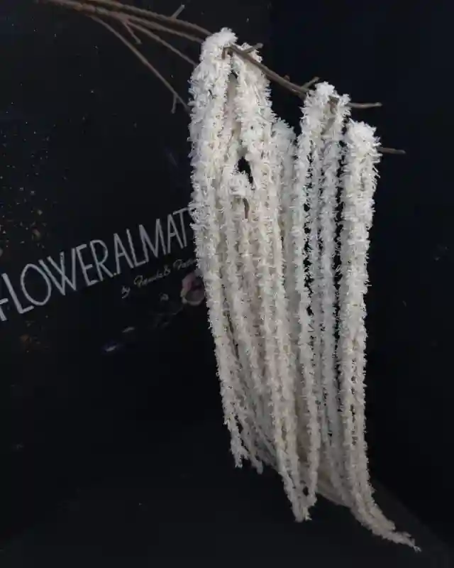 Амарант «пенка»