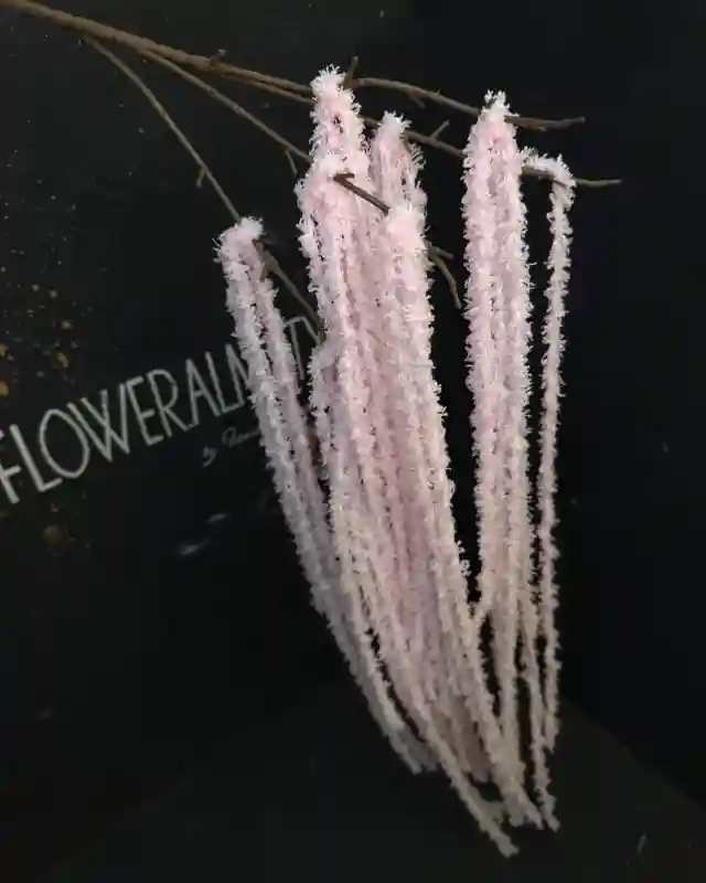 Амарант «пенка»